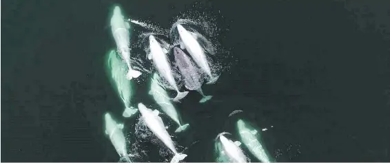  ??  ?? A narwhal, with its grey skin, swims with a group of beluga whales.