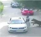  ??  ?? Nadzorne kamere snimile su napad tigra na neopreznu ženu