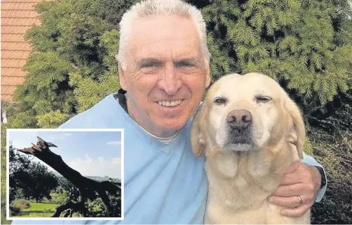  ??  ?? ●● Vic Barlow with his labrador, Murphy, and the fallen oak tree (inset)