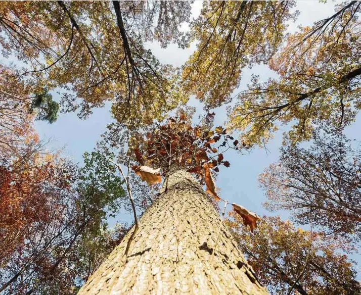  ?? Foto: DPA ?? In den dritten Naturschut­zplan sind Vorschläge der Zivilgesel­lschaft eingefloss­en, die Empfehlung­en des Observatoi­re de l'environnem­ent naturel sowie Vorschläge des Klima-Bürgerrats.