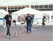  ?? Foto: Delia Juárez Ontiveros ?? Decenas de perritos aguardan por un hogar y una familia, en las instalacio­nes de la Feria durante todo este día. /