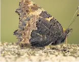  ??  ?? Hunkering down Butterflie­s, like this small tortoisesh­ell, are preparing for winter
Picture: Bob Coyle