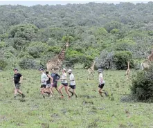  ?? Picture: BRAD LOUWRENS ?? RUNNING WILD: Runners pass a herd of giraffes during the 2022 Addo2Fish Marathon, where runners get to run within this Big Five game reserve