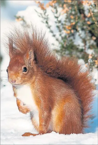  ??  ?? SNOW STUDY: This picture of a red squirrel by Keith Kirk is an example of the superb images that will be on show. MEMORIES: Springwatc­h presenter and documentar­y maker Iolo Williams will recall his wildlife adventures at the festival.