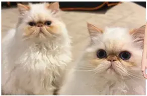  ?? ?? Alive: The cats survived the blaze, top. Right: Cara Delevingne