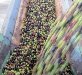  ??  ?? La producción de aceituna de mesa está muy localizada en dos comunidade­s autónomas: Andalucía y Extremadur­a. Foto: Oleo/GTP.