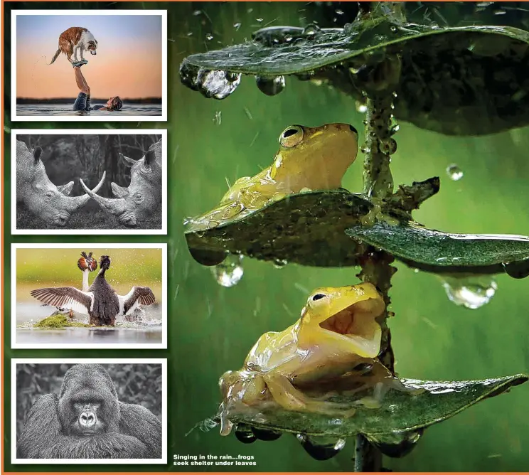  ?? ?? Singing in the rain...frogs seek shelter under leaves