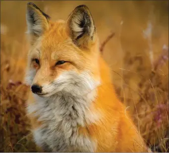  ??  ?? Foxes can kill livestock – but what’s the best way to control them?