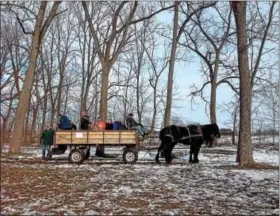  ?? KOLLEEN LONG — DIGITAL FIRST MEDIA ?? A pair of Percheron horses pulled guests for wagon rides during an ice harvest demo this weekend. The horses, owned by Steve Burkholder, added a fun and authentic air to the event, which despite balmy temperatur­es allowed visitors a glimpse into the...