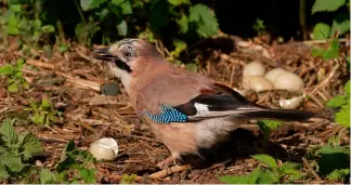  ?? ?? (above)
(facing page) is vital to help many bird species