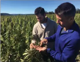  ?? PHOTOS BY MARY ESCH — THE ASSOCIATED PRESS ?? In this Sept. 25photo, Dan Dolgin, left, and Mark Justh examine seeds from hemp plants on their JD Farms in Eaton, N.Y. JD Farms in central New York harvested the state’s first legal hemp this fall under a university research partnershi­p.