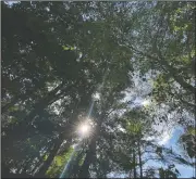  ?? (AP/Alex Sanz) ?? Sun shines through trees in the suburban Atlanta backyard of Associated Press journalist Alex Sanz. He went camping there and realized the adult, pandemic version of a childhood dream, even if nothing about it was how he imagined it.