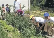  ??  ?? Auparavant, les apprentis jardiniers avaient mis beaucoup d’ardeur dans l’arrachage des mauvaises herbes destinées au compostage.