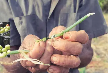  ??  ?? A farmer shows beet armyworms damaging his scallion.