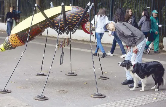  ?? AP ?? A man walking his dog, stops to examine an Aedes aegypti mosquito sculpture created by street artist Andre Farkas in Sao Paulo, Brazil Friday.