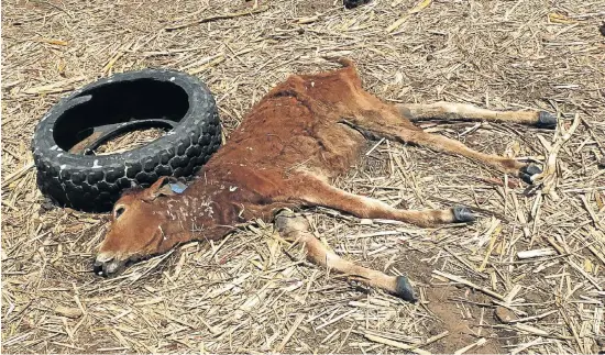  ??  ?? GRIM REAPER: KwaZulu-Natal emerging farmers lost 40 000 cattle in November due to the severe drought, left; André Ferreira with the almost empty rain gauge at his farm near Bethlehem in the Free State