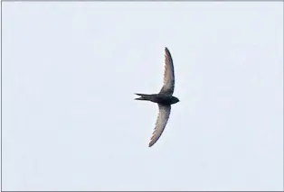  ?? SUBMITTED PHOTO ?? A rare glimpse of a common swift, winging its way over Cape Race.