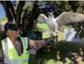  ?? LIA ZHU / CHINA DAILY ?? Four-year-old “Pearl” and her handler at Recology’s facility in San Francisco. The company uses hawks to deter gulls from flocking to the gathered trash to rummage for food.