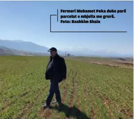  ?? ?? Fermeri Muhamet Peka duke parë parcelat e mbjella me grurë. Foto: Bashkim Shala
