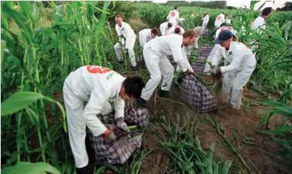  ?? Photograph: Greenpeace/PA ?? Greenpeace protesters who attacked a field of geneticall­y modified crops in Norfolk in 1999 were acquitted by a jury.