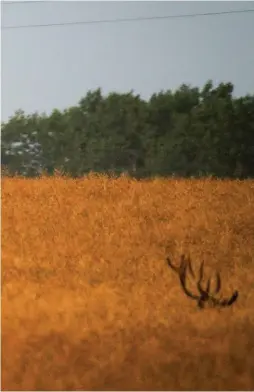  ??  ?? La quête de « la » photo peut avoir des conséquenc­es catastroph­iques pour la faune sauvage. Photograph­ier sans déranger, tout un art…