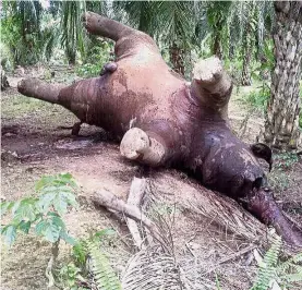  ??  ?? Sad fate: An elephant corpse found at a palm oil plantation in Sandakan.