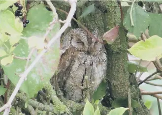  ??  ?? The Scops owl.