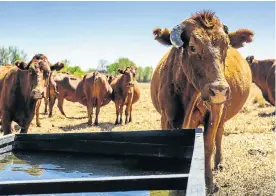  ?? Picture: Bloomberg via Getty Images/Waldo Swiegers ?? Farmland has been at the centre of the debate about expropriat­ion. The ANC says redistribu­tion requires that criteria and principles be establishe­d.