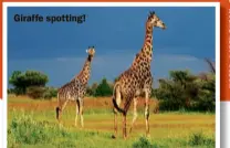  ??  ?? Giraffe spotting!