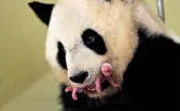  ??  ?? La femelle panda prêtée à la France a eu un bébé.