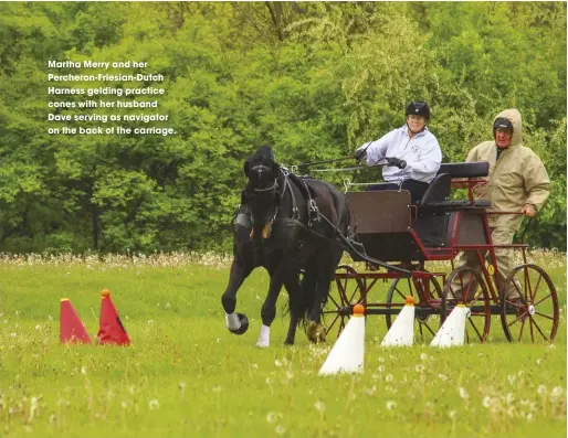  ??  ?? Martha Merry and her Percheron-Friesian-Dutch Harness gelding practice cones with her husband Dave serving as navigator on the back of the carriage.