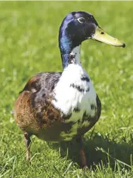  ?? ?? The Blue Swedish duck is a hardy breed with beautiful blue feathering and decent meat and egg-laying performanc­e.