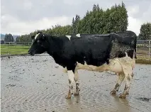  ??  ?? Calving has begun and it is time for farmers to get in touch with the herd improvemen­t company if they have a top-notch bull calf hit the paddock.