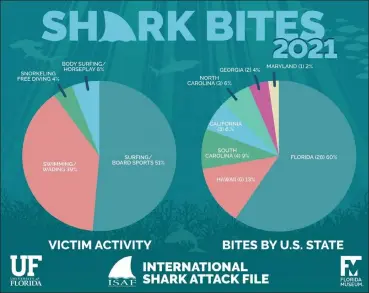  ?? Courtesy Jane dominguez, University of florida ?? florida again had the highest number of shark bites of any geographic region in the world, and made up 60% of bites that occurred along U.s. coasts.