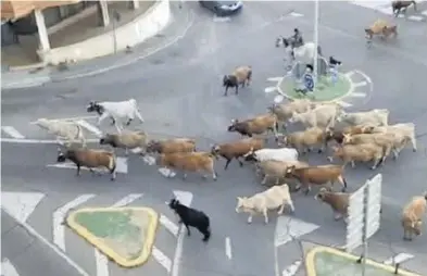  ?? S. E. ?? Captura del momento en el que el ganado cruzó la ciudad de Teruel.