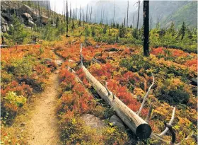  ?? MIKE ECKEL VIA THE ASSOCIATED PRESS ?? Autumn colors surround the Beaten Path, which climbs up and over the Gallatin National Forest watershed divide, wending its way past pond after lake, peak after cliff, meadow after plateau.