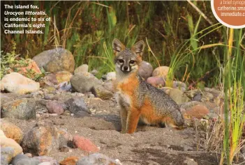  ??  ?? The island fox, Urocyon littoralis, is endemic to six of California’s eight Channel Islands.