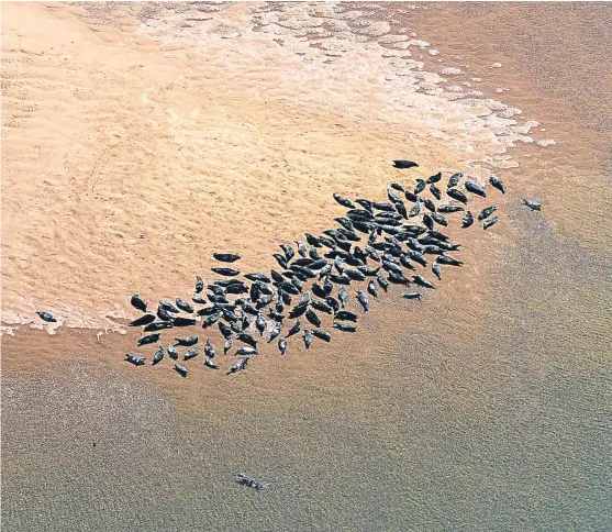  ?? Picture: Aerial Photograph­y Solutions. ?? Seals bask on the Abertay Sands at Tentsmuir. Large numbers regularly gather on the sandbanks at low tide, attracted by the rich feeding grounds where the fresh water brought down by the River Tay meets the North Sea.