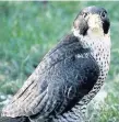  ??  ?? Killer Peregrine falcon