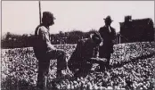  ??  ?? University of California, Berkeley, professor R.E. Smith and W.T. Horne inspect E.M. Eisele’s experiment­al freesia plot in Santa Cruz to eliminate “red bulb” blight.