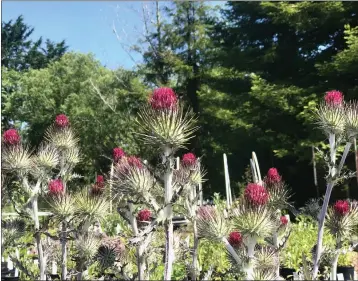  ?? PHOTOS BY CNPS — CONTRIBUTE­D ?? The cobwebby thistle (Cirsium occidental­e) draws butterflie­s and bees to the garden.