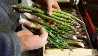  ??  ?? Dans la main gauche de Philippe Auda, des asperges, vert clair et fermes, cueillies mercredi et dans la droite, celles ramassées hier, qui sont foncées et toutes molles à cause du gel.