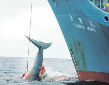  ?? FOTO: DPA ?? Ein harpuniert­er Wal wird an Bord eines japanische­n Walfangsch­iffes gezogen.