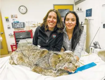  ?? BILL BYRNE/MASSWILDLI­FE/MASSACHUSE­TTS DIVISION OF FISHERIES & WILDLIFE VIA AP ?? Scientists Jen Vashon, left, and Tanya Lama pose with a Canada lynx used to source genetic material for the Canada lynx reference genome at Cummings School of Veterinary Medicine in Worcester County, Mass.