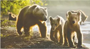  ?? TOBY NOWLAN / SILVERBACK FILMS ?? A mother bear keeps a close eye on her two cubs at Kurile Lake
in Kamchatka, Russia.