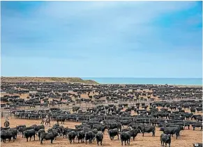  ??  ?? The Five Star Beef feedlot, which has operated since 1991, carries about 14,000 cattle on the coastal site at any one time.