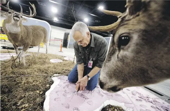  ?? DAVID BLOOM ?? Terry Chase works on a diorama of two white-tailed deer in the 30,000-square-foot Natural History Hall at the new Royal Alberta Museum.