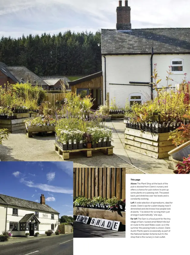  ??  ?? This page Above
The Plant Shop at the back of the pub is stocked from Claire’s nursery and offers a chance for pub visitors to pick up some plants on a passing visit. The paved back yard stretches over two levels and is constantly evolving.
Left
A wide selection of epimediums, ideal for shade. Claire’s eye for a plant display hasn’t diminished and she knows how people look at plants. “I’ve done it for so long that I just arrange it automatica­lly,” she says.
Far left The Sarn is a focal point for the tiny village of Sarn, tucked amid Welsh hills but en route to the west Wales coast, so in the summer the passing trade is a boon. Claire Austin Plants opens occasional­ly as part of the National Garden Scheme but it’s the shop that is the nursery’s main outlet.