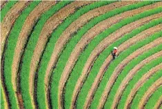  ??  ?? A worker between undulating rows of rice, which relies on the wind for pollinatio­n