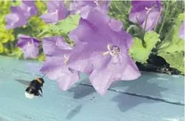 ??  ?? BLÅKLOKKER: Hageblåklo­kkene får ofte besøk av bier og humler på jakt etter nektar og pollen.